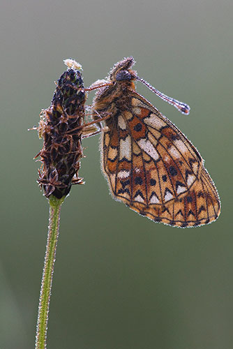 Zilveren maan | Boloria selene zeldzame vlinder in Nederland