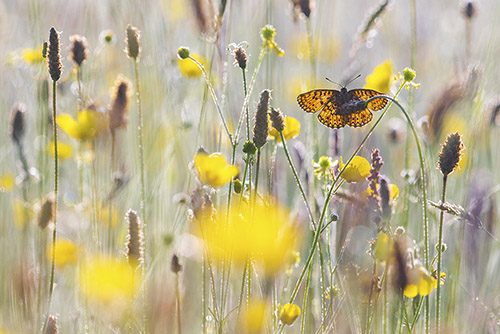 Zilveren maan | Boloria selene tussen de Boterbloemen