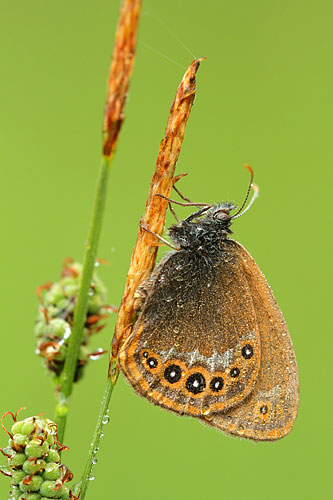 Zilverstreephooibeestje | Coenonympha hero