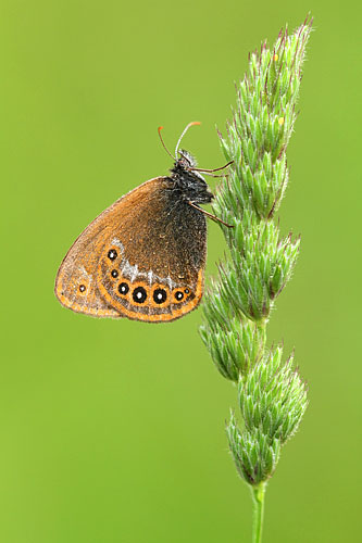 Zilverstreephooibeestje | Coenonympha hero