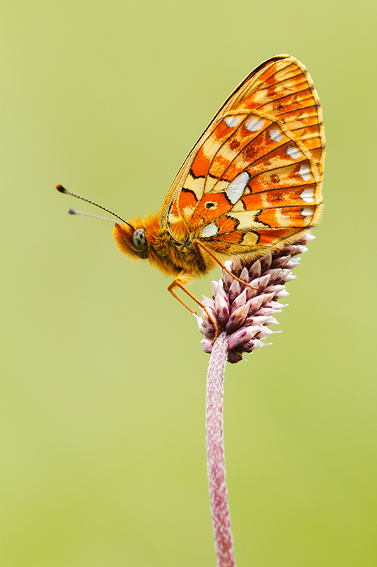 Zilvervlek | Boloria euphrosyne