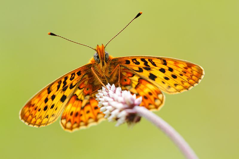 Zilvervlek | Boloria euphrosyne