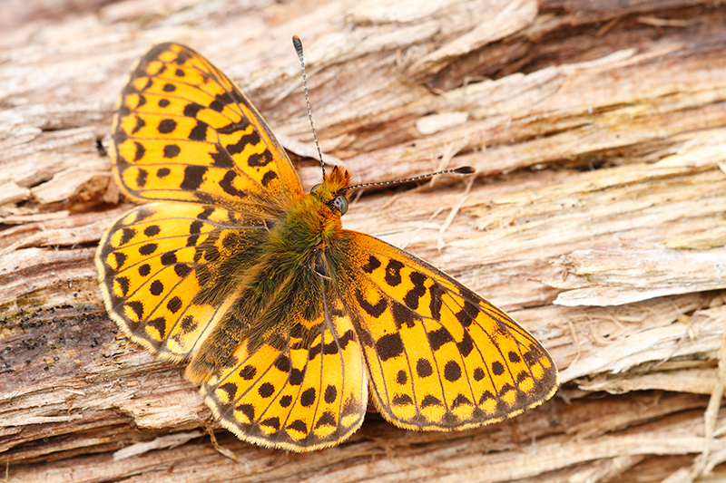 Zilvervlek | Boloria euphrosyne