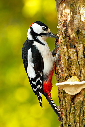 Vogelfotografie De Grote bonte specht | Dendrocopus major