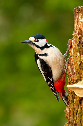 Grote bonte specht | Dendrocopus major