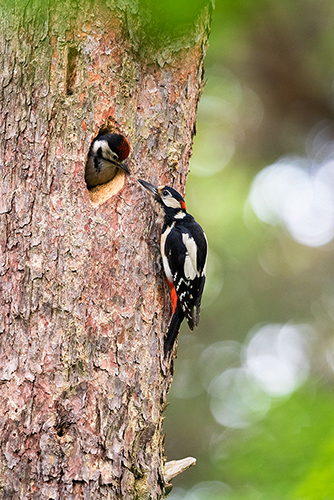 Grote bonte specht | Dendrocopus major