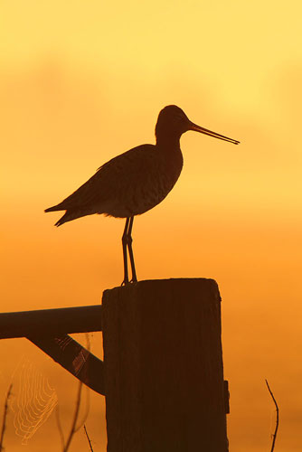 Grutto, dé weidevogel van Nederland.