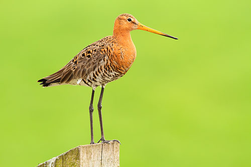 Vogelfotografie, Grutto's fotograferen