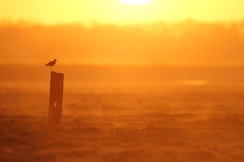 Grutto | Limosa limosa, dé weidevogel van Nederland