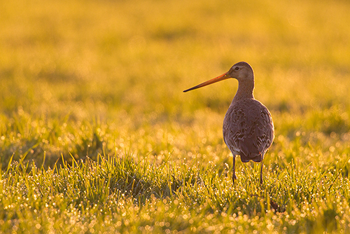 Grutto | Limosa limosa, dé weidevogel van Nederland