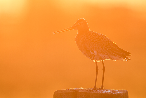 Grutto op paal, dé weidevogel van Nederland.