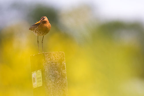 De Weidevogel van Nederland, de Grutto | Limosa limosa