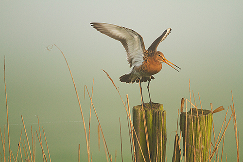 Grutto | Limosa limosa, dé weidevogel van Nederland