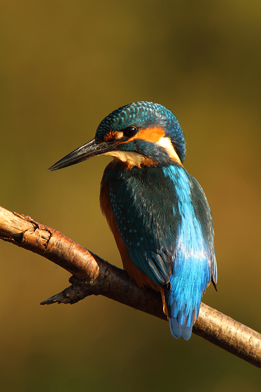 Portret van de Ijsvogel | Alcedo atthis