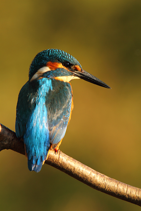 Ijsvogel | Alcedo atthis beschermd in Nederland.