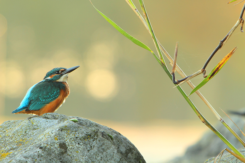 Ijsvogel | Alcedo atthis beschermd in Nederland.