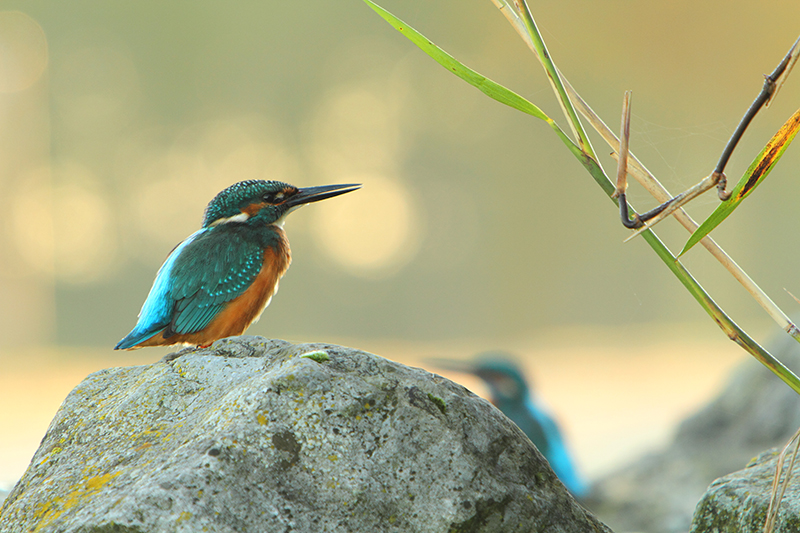 Twee Ijsvogels | Alcedo atthis op stenen