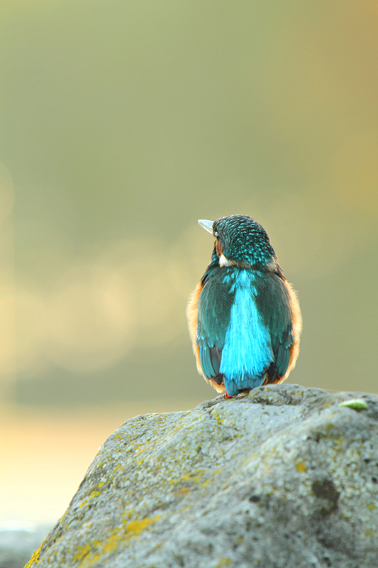 Ijsvogel | Alcedo atthis beschermd in Nederland.