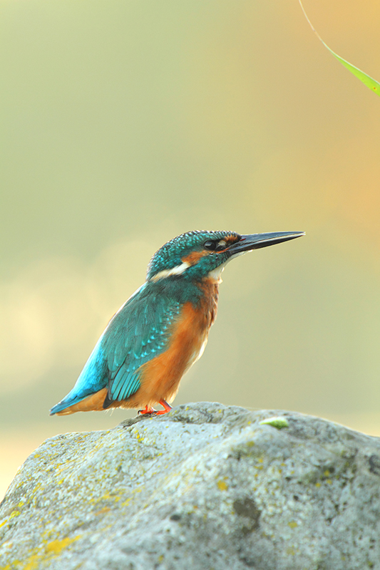 Beschermde Ijsvogel | Alcedo atthis in Nederland.