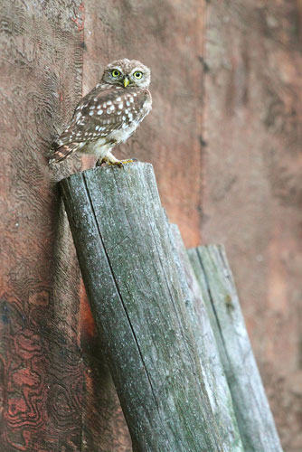 Beschermde Steenuil | Athene noctua in Nederland.