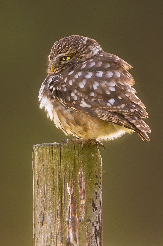 Beschermde Steenuil | Athene noctua in Nederland.