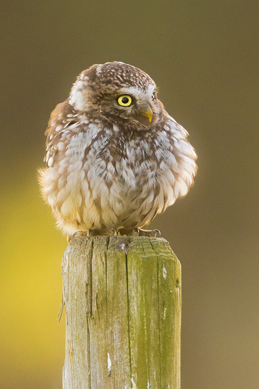 Beschermde Steenuil | Athene noctua in Nederland.