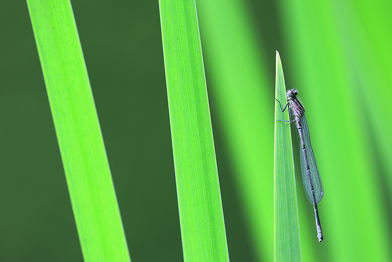 Azuurwaterjuffer | Coenagrion puella