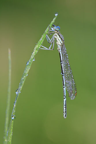 Blauwe breedscheenjuffer | Platycnemis pennipes