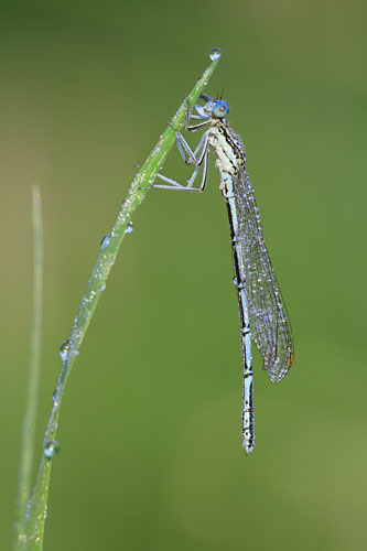 Blauwe breedscheenjuffer | Platycnemis pennipes