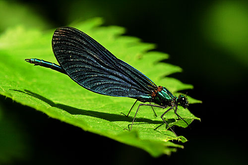 Bosbeekjuffer | Calopteryx virgo