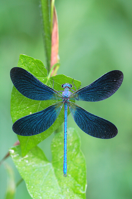 Bosbeekjuffer | Calopteryx virgo
