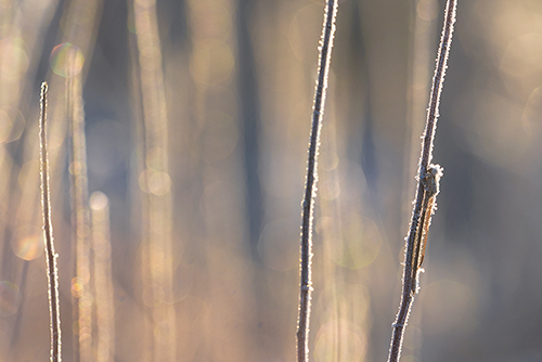 Bevroren Bruine winterjuffer | Sympecma fusca met rijp