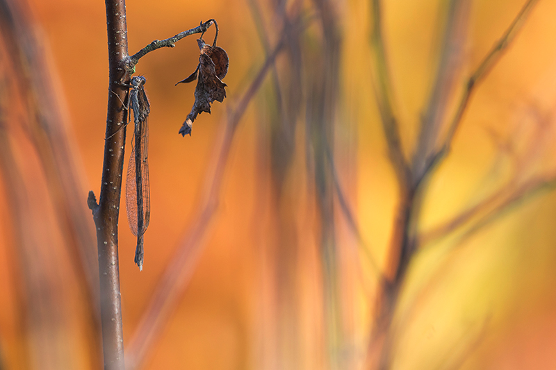 Bruine winterjuffer | Sympecma fusca