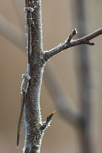 Bruine winterjuffer | Sympecma fusca bedekt met rijp