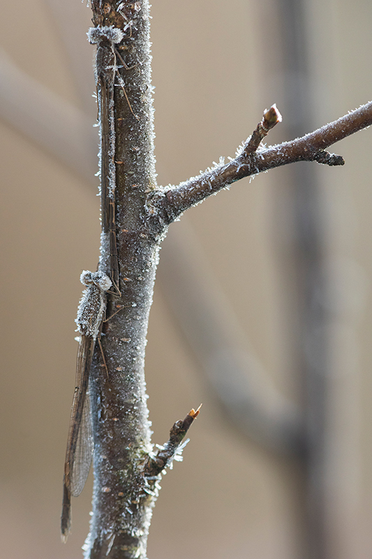 Bruine winterjuffer | Sympecma fusca bedekt met rijp