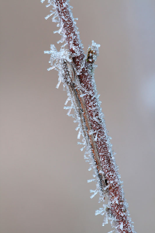 Bruine winterjuffer | Sympecma fusca bedekt met rijp