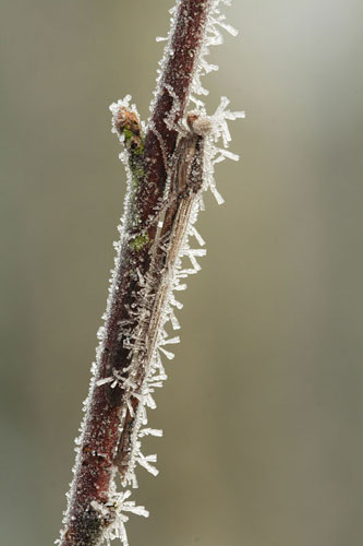 Bruine winterjuffer | Sympecma fusca bedekt met ijs
