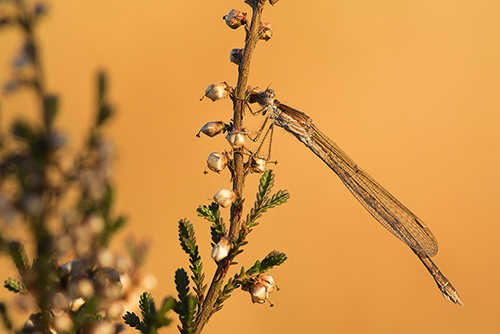 Bruine winterjuffer | Sympecma fusca in de heide