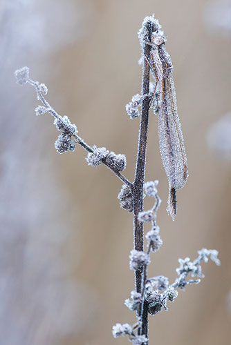 Bruine winterjuffer | Sympecma fusca bedekt met rijp