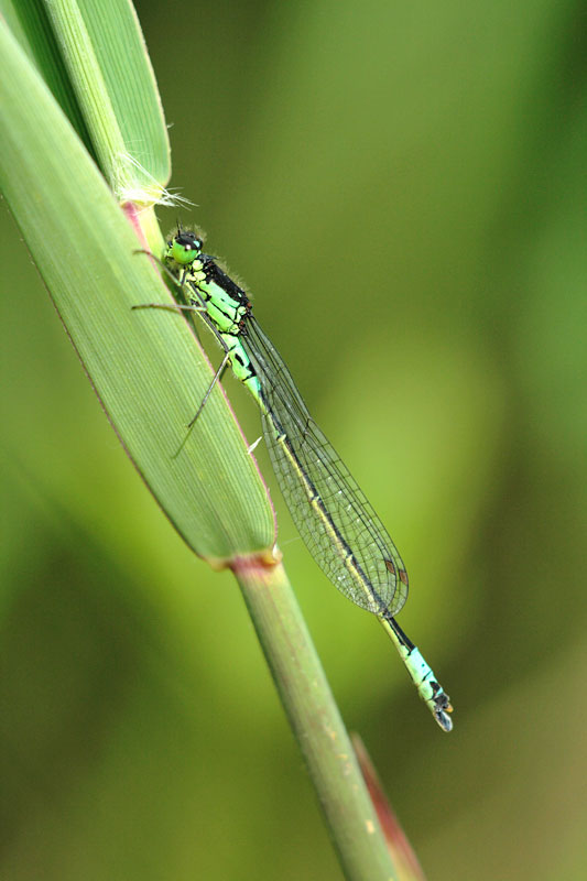 Donkere waterjuffer | Coenagrion armatum in de Weerribben, Nederland