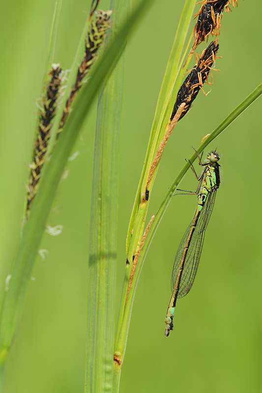 Zeldzame Donkere waterjuffer | Coenagrion armatum in Nederland