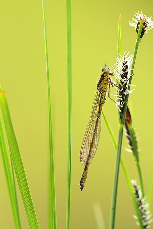 Zeldzame Donkere waterjuffer | Coenagrion Armatum