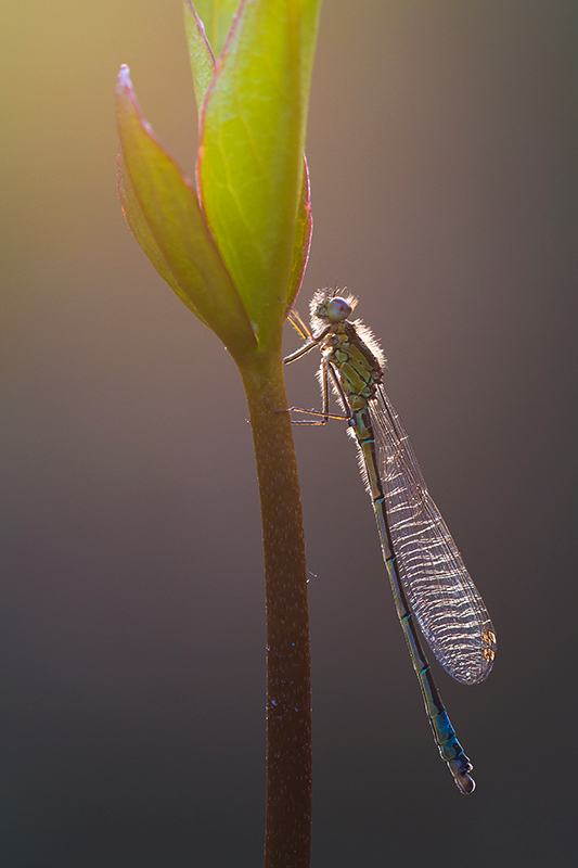 Donkere waterjuffer | Coenagrion armatum in de Weerribben, Nederland