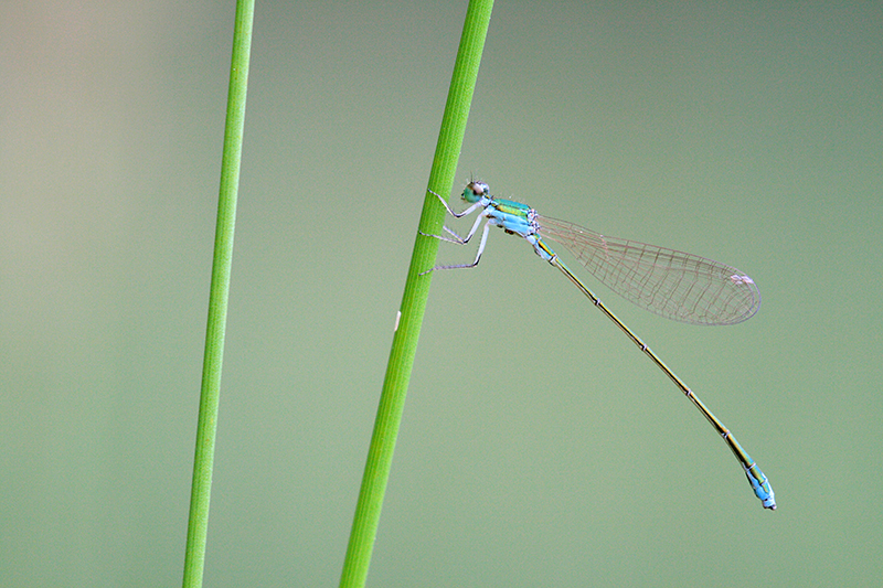 Dwergjuffer | Nehalennia speciosa herontdekt in Nederland