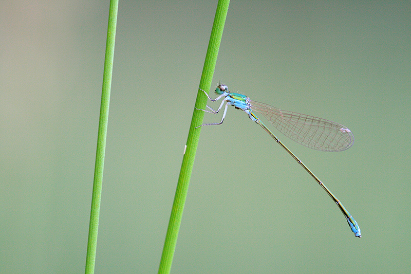 Dwergjuffer | Nehalennia speciosa in Duitsland