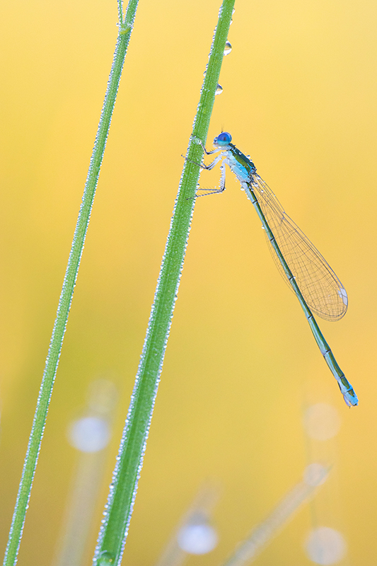 Kleinste waterjuffer van Europa, de Dwergjuffer | Nehalennia speciosa