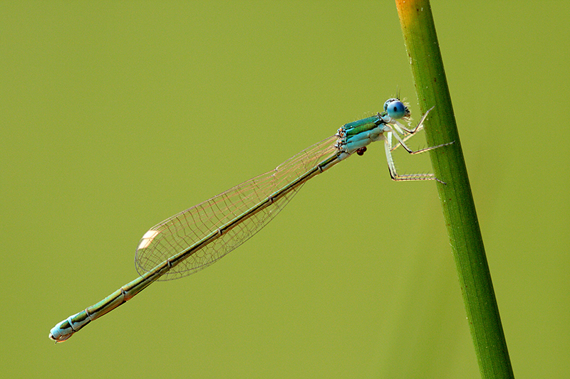 Dwergjuffer | Nehalennia speciosa in Duitsland