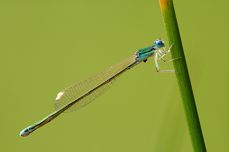 Kleinste waterjuffer van Europa, de Dwergjuffer | Nehalennia speciosa