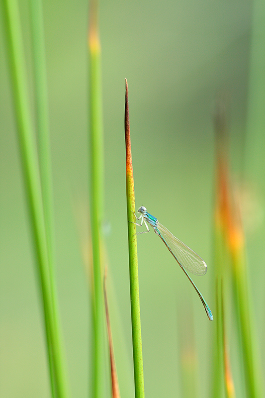 Kleinste waterjuffer van Europa, de Dwergjuffer | Nehalennia speciosa