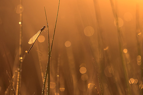 Kleinste waterjuffer van Europa de Dwergjuffer | Nehalennia speciosa